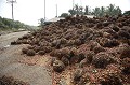 Rcolte de Noix de Palme pour la fabrication de l'huile.