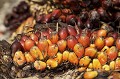 Palm Trees Fruits harvested to make Palm Oil