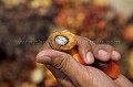 Fruits rcolts pour la fabrication de l'huile de palme  Borno.