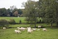 Vaches au pr, race charolaise.