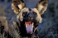 African Wild Dog Yawning