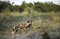 African Wild Dogs