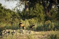 Wild Dogs observing a prey