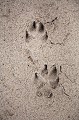 Wild Dogs Footprint