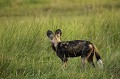 Wild Dog Adult observing a prey