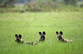 Wild Dogs at rest in a Meadow