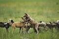 Young Wild Dogs playing in a meadow
