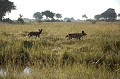 African Wild Dogs on the hunt