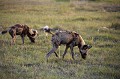 Wild Dogs, marking territory with urine.