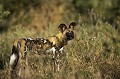 African Wild Dog adult