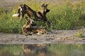 Pack of African Wild Dogs near a Water Hole.
