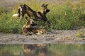 Meute de Lycaons au bord d'un point d'eau.