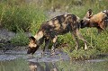 African Wild Dogs drinking at water hole.