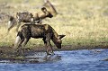 African Wild Dogs drinking at water hole.