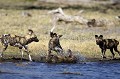 African Wild Dogs playing near by a Water Hole