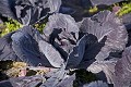 Red Cabbage in Winter time.