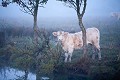 Paysage du Marais Poitevin