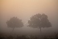 Paysage du Marais Poitevin