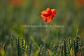 Champ de crales et coquelicots