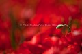 Champ de coquelicots au printemps