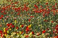 Champ de coquelicots  crales au printemps