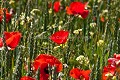 Champ de coquelicots  crales au printemps