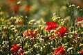 Champ de coquelicots  crales au printemps