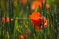 Champ de coquelicots  crales au printemps