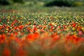 Champ de coquelicots  crales au printemps