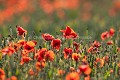 Champ de crales et coquelicots