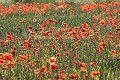 Champ de crales et coquelicots