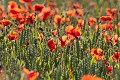 Champ de crales et coquelicots