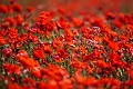 Champ de coquelicots