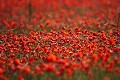 Champ de coquelicots