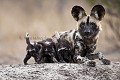 Alpha Female Wild Dog and 3 puppies milking.
