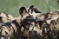 African Wild Dogs