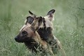 African Wild Dogs mating.