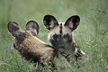 African Wild Dogs mating.