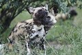 African Wild Dogs mating.