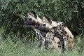 African Wild Dogs mating.