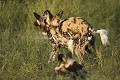African Wild Dogs mating.