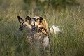 African Wild Dogs mating.