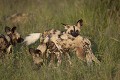 African Wild Dogs