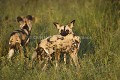 African Wild Dogs