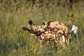 African Wild Dogs mating.