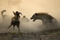 Lycaons , bagarre contre une hyène tachetée