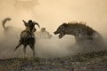 African Wild Dogs Fighting against Spotted Hyena