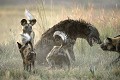 Wild Dogs Fighting against Hyaena