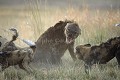 Wild Dogs Fighting on Hyena