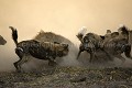 Wild Dogs Fighting against Hyena